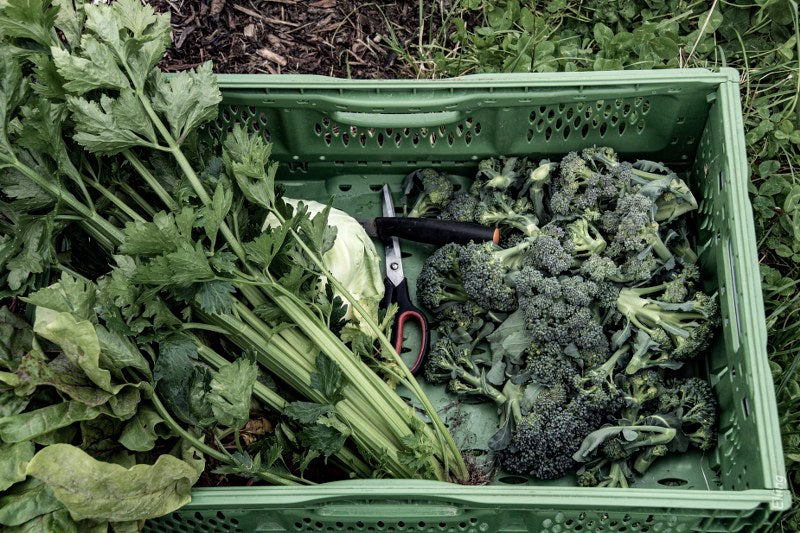 Titel på blog postet